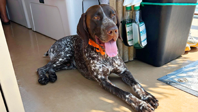 dog lying down on boat