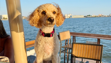 poodle sitting on boat
